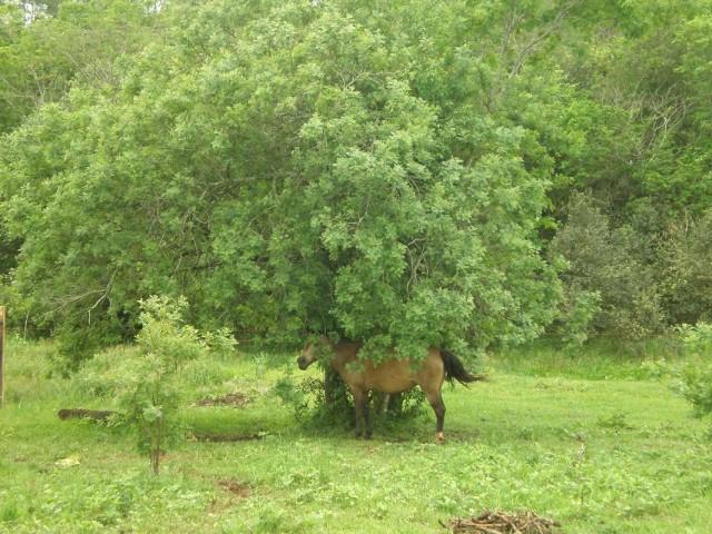 al que a buen arbol se arrima.JPG